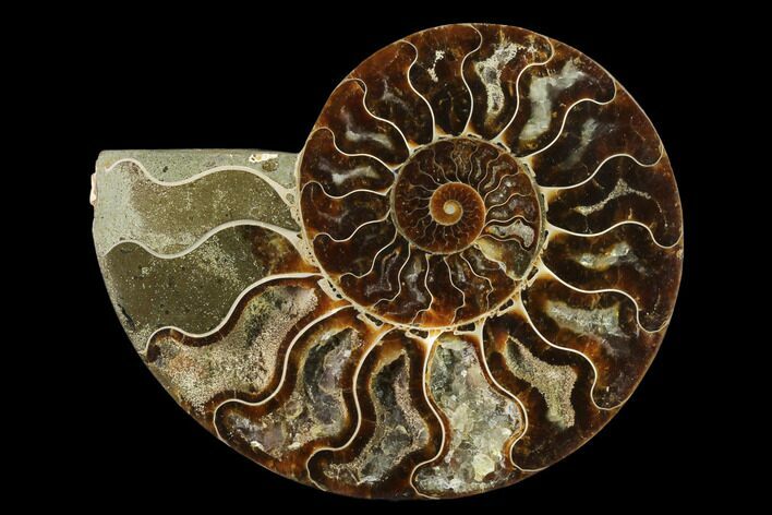 Agatized Ammonite Fossil (Half) - Madagascar #139665